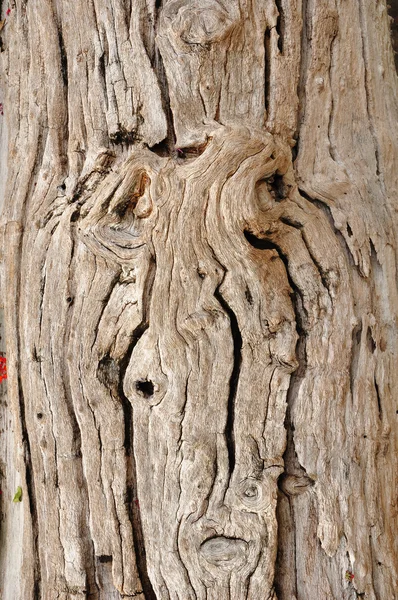Superficie de textura de madera cara humana — Foto de Stock