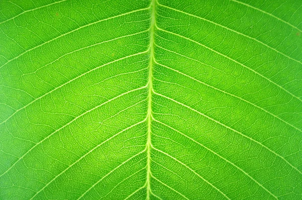 Texture surface in transparent leaf — Stock Photo, Image
