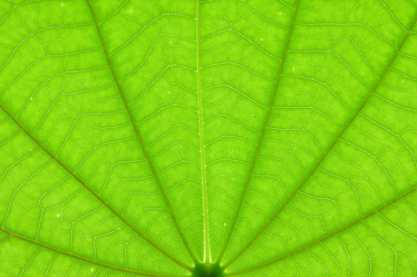 Close up textura da folha — Fotografia de Stock