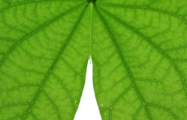 Close up detalhe folha verde — Fotografia de Stock
