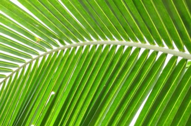 Coconut leaf structure clipart