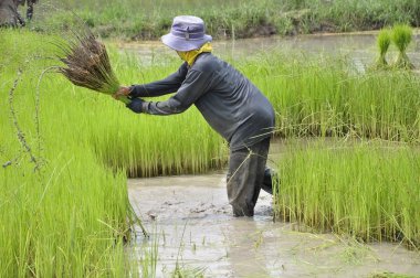 Thai farmer clipart