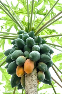 Papaya tree clipart