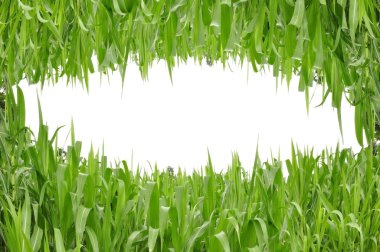 Small eye shape green grass clipart