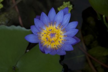 Lotus çiçeği.