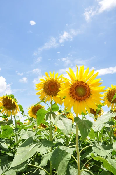 Sonnenblume mit blauem Himmel — Stockfoto