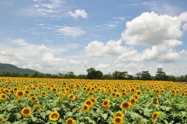 Gelbes Sonnenblumenfeld — Stockfoto