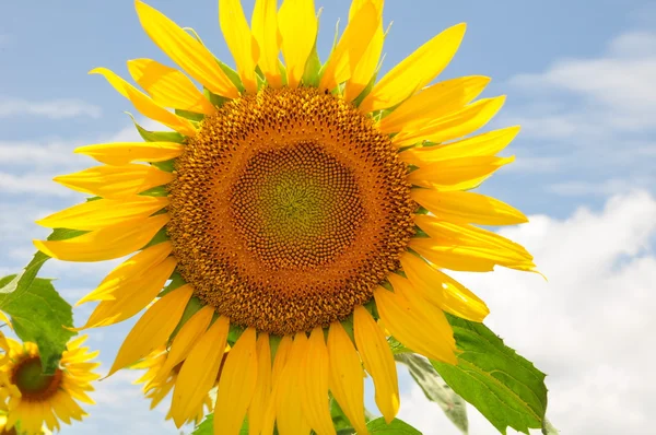 Velké slunečnice — Stock fotografie