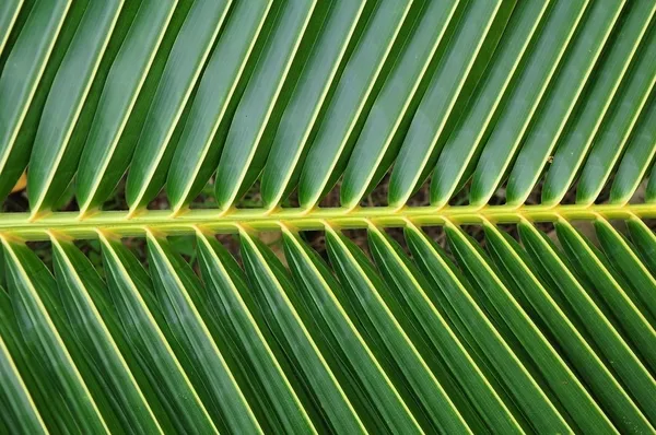 Kokos liść — Zdjęcie stockowe