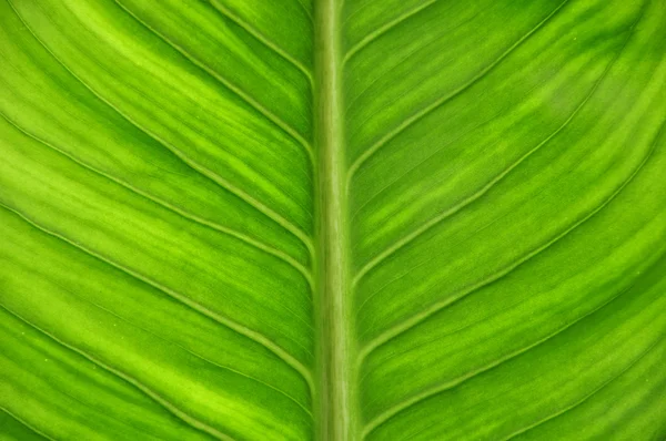 Folha verde como de perto — Fotografia de Stock