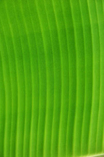 Detalhe da textura da folha de banana — Fotografia de Stock