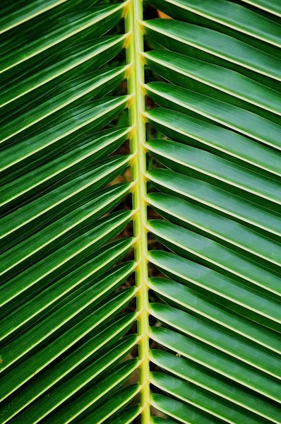 绿色的椰子叶 — 图库照片