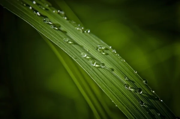 Vattendroppe på löv — Stockfoto