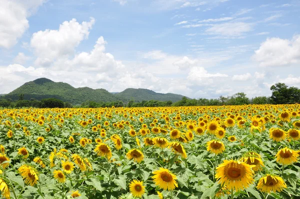 Žlutá slunečnicová pole — Stock fotografie