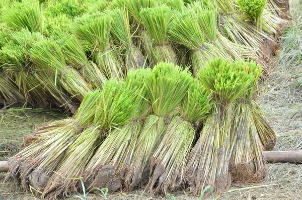 Plántulas de arroz tailandesas —  Fotos de Stock