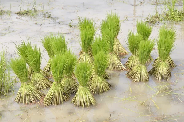 Rijst landbouw voorbereiding — Stockfoto