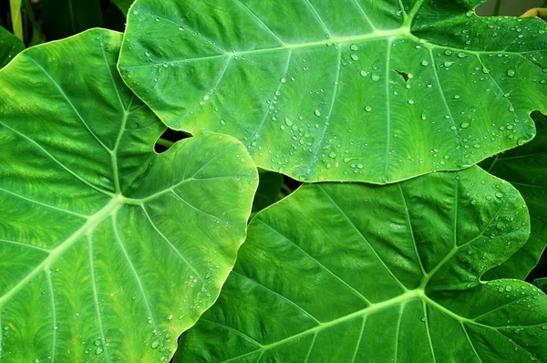 Löv och vatten droplet — Stockfoto