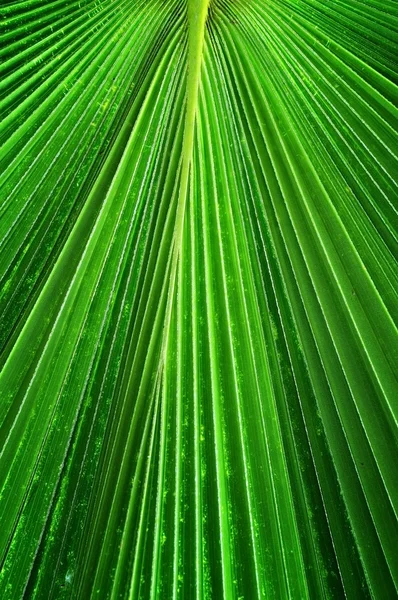 Feuille de palmier — Photo