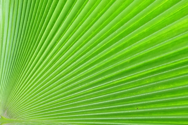 Detalhe do padrão da folha de palma — Fotografia de Stock