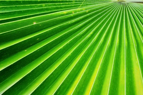 Детали текстуры листа пальмы — стоковое фото