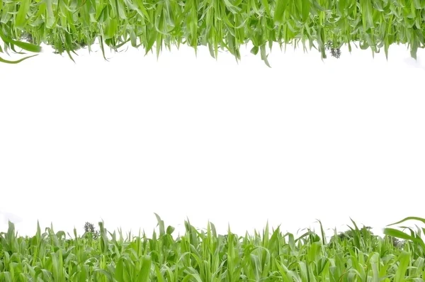 Gras op witte achtergrond — Stockfoto