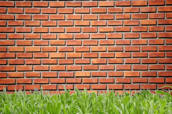 Brickwall padrão e grama — Fotografia de Stock
