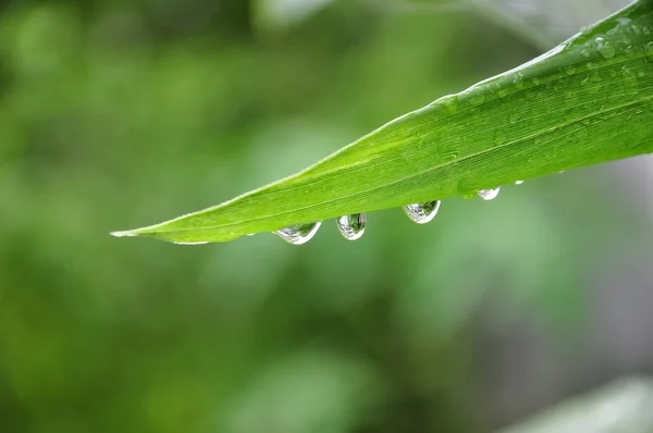 Yeşil yaprağın üzerindeki su damlası — Stok fotoğraf