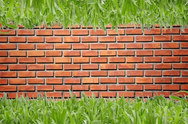 Brickwall pattern and green grass — Stock Photo, Image