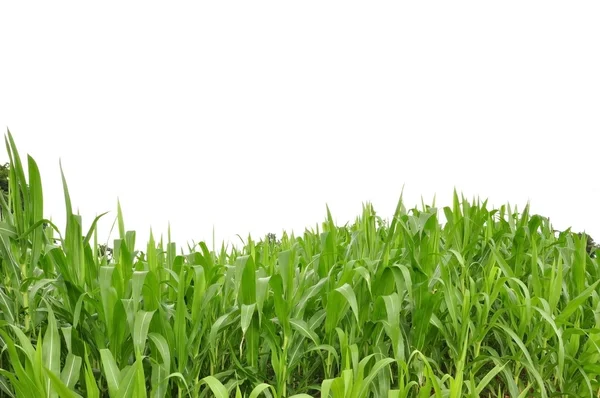 Kurve grünes Gras als weißer isolierter Hintergrund — Stockfoto