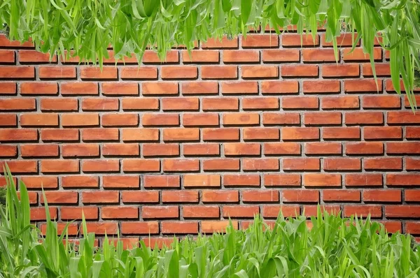 Brickwall e grama curva — Fotografia de Stock