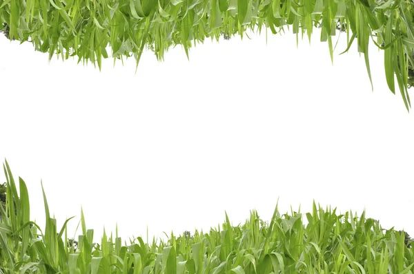 Yeşil eğri çim beyaz izole arka plan olarak — Stok fotoğraf