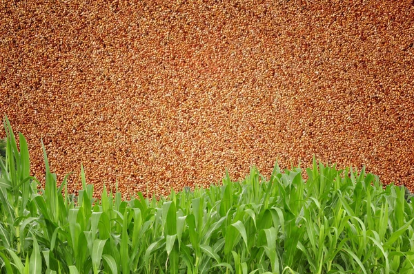 Green grass curve sand wall background — Stock Photo, Image