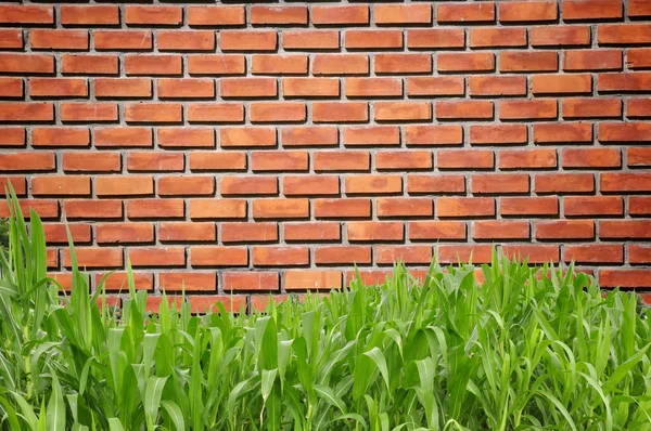 Green grass curve and brickwall pattern — Stock Photo, Image