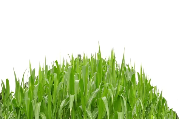 Gras als weißes Isolat — Stockfoto