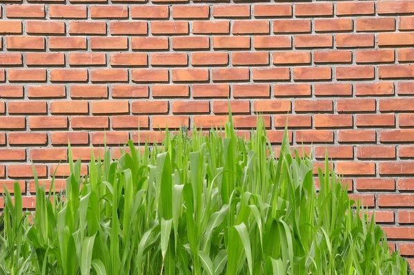 Grama e parede de tijolo — Fotografia de Stock