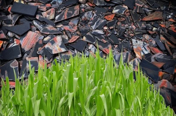 Gras voor stenen bladachtergrond — Stockfoto