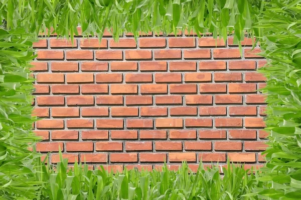 Brickwalln arka plan önünde bey çimen — Stok fotoğraf
