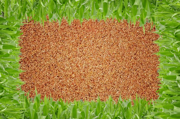 Square grass shape in front of sand background — Stock Photo, Image
