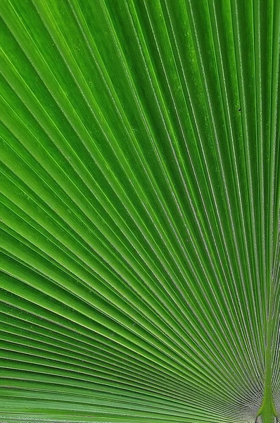 Suiker palm blad — Stockfoto