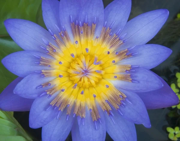 Violette Farbe Lotus — Stockfoto