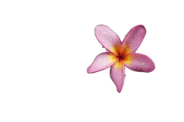 Квітка Чампа DOK — стокове фото