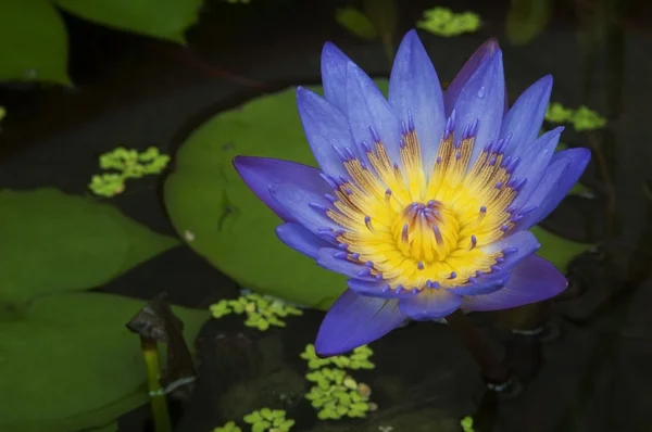 Violette Farbe Lotusblume — Stockfoto