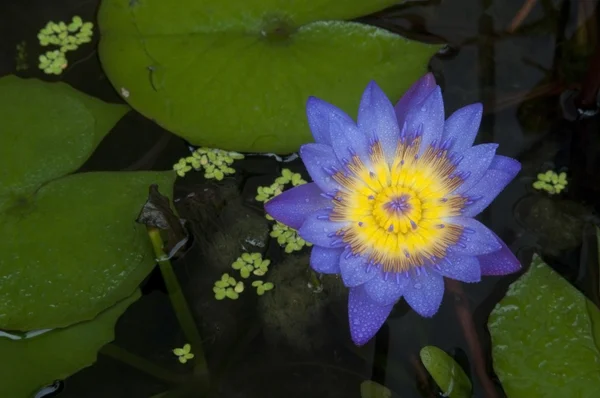 Bunte Lotusblume — Stockfoto