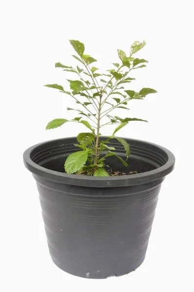 Small tree as white isolate background — Stock Photo, Image