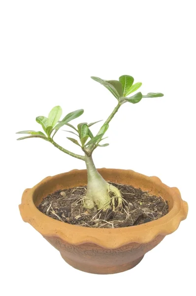Árbol Apocynaceae — Foto de Stock