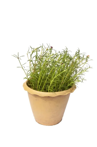 Portulaca grandiflora — Stock Photo, Image