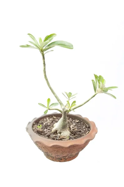 Apocynaceae árbol 2 — Foto de Stock