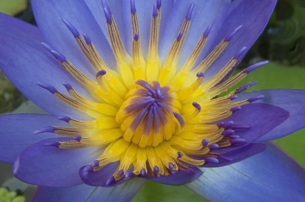 Bliska kwiat — Zdjęcie stockowe