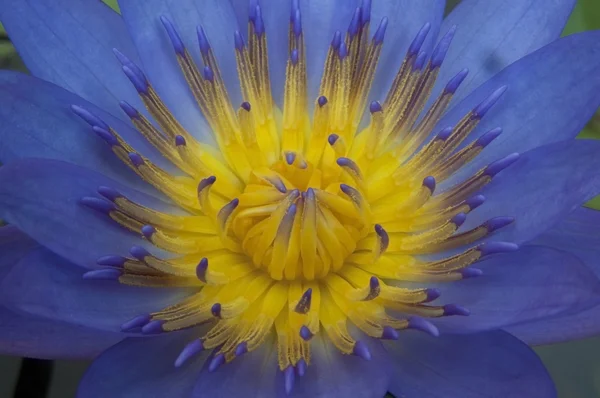 Close up flora — Stock Photo, Image