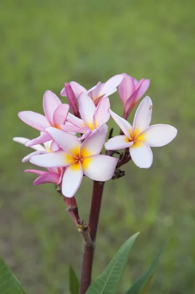 Plumeria květ — Stock fotografie